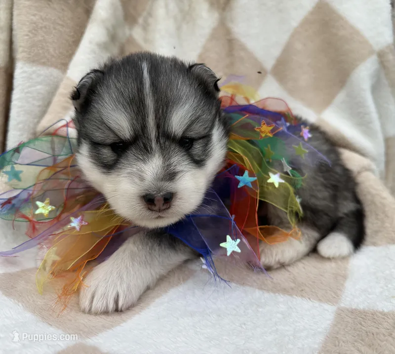 Steele OFA health tested parents – Siberian Husky puppy for sale in Virginia Beach, VA