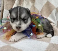 Steele OFA health tested parents, a male Siberian Husky for sale in Virginia Beach, VA – Photo 6 of 8