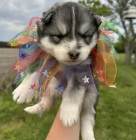 Steele OFA health tested parents, a male Siberian Husky for sale in Virginia Beach, VA – Photo 2 of 8