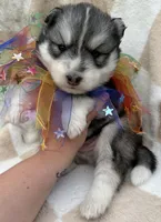 Steele OFA health tested parents, a male Siberian Husky for sale in Virginia Beach, VA – Photo 3 of 8