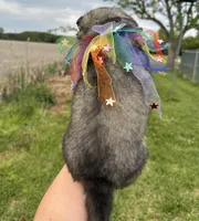 Steele OFA health tested parents, a male Siberian Husky for sale in Virginia Beach, VA – Photo 8 of 8