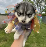 Steele OFA health tested parents, a male Siberian Husky for sale in Virginia Beach, VA – Photo 5 of 8