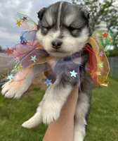 Steele OFA health tested parents, a male Siberian Husky for sale in Virginia Beach, VA – Photo 7 of 8