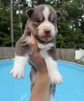 Ranger, a male Siberian Husky for sale in Virginia Beach, VA – 7 of 8