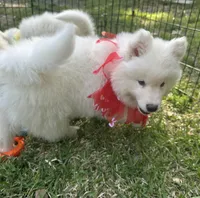 Yogi OFA health tested parents, a male Siberian Husky for sale in Virginia Beach, VA – Photo 4 of 9