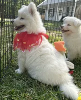 Yogi OFA health tested parents, a male Siberian Husky for sale in Virginia Beach, VA – Photo 2 of 9