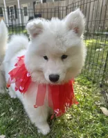 Yogi OFA health tested parents, a male Siberian Husky for sale in Virginia Beach, VA – Photo 1 of 9