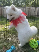 Yogi OFA health tested parents, a male Siberian Husky for sale in Virginia Beach, VA – Photo 7 of 9