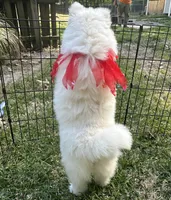 Yogi OFA health tested parents, a male Siberian Husky for sale in Virginia Beach, VA – Photo 6 of 9