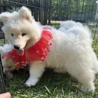 Yogi OFA health tested parents, a male Siberian Husky for sale in Virginia Beach, VA – Photo 5 of 9
