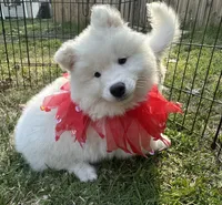 Yogi OFA health tested parents, a male Siberian Husky for sale in Virginia Beach, VA – Photo 3 of 9