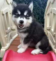 Leo OFA health tested parents, a male Siberian Husky for sale in Virginia Beach, VA – 3 of 6
