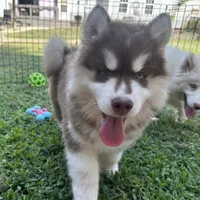 Ember, a male Siberian Husky for sale in Virginia Beach, VA – 5 of 6