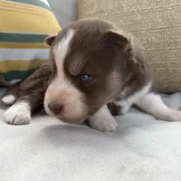 Ranger, a male Siberian Husky for sale in Virginia Beach, VA – 2 of 8