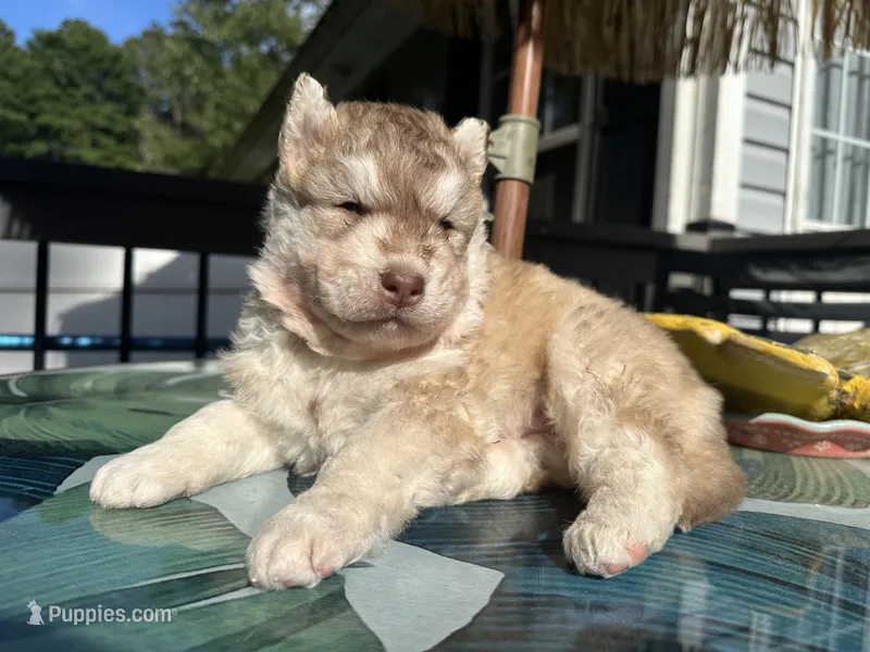 Milo – Siberian Husky puppy for sale in Virginia Beach, VA