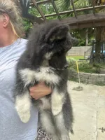 Luna, a female Siberian Husky for sale in Virginia Beach, VA – 9 of 9