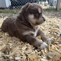 Cocoa, a male Siberian Husky for sale in Virginia Beach, VA – Photo 4 of 5