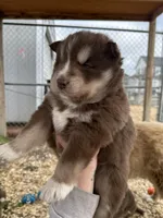 Cocoa, a male Siberian Husky for sale in Virginia Beach, VA – Photo 3 of 5