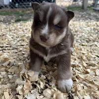 Cocoa, a male Siberian Husky for sale in Virginia Beach, VA – Photo 1 of 5