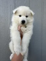 Denali OFA health tested patents , a male Siberian Husky for sale in Virginia Beach, VA – 5 of 7