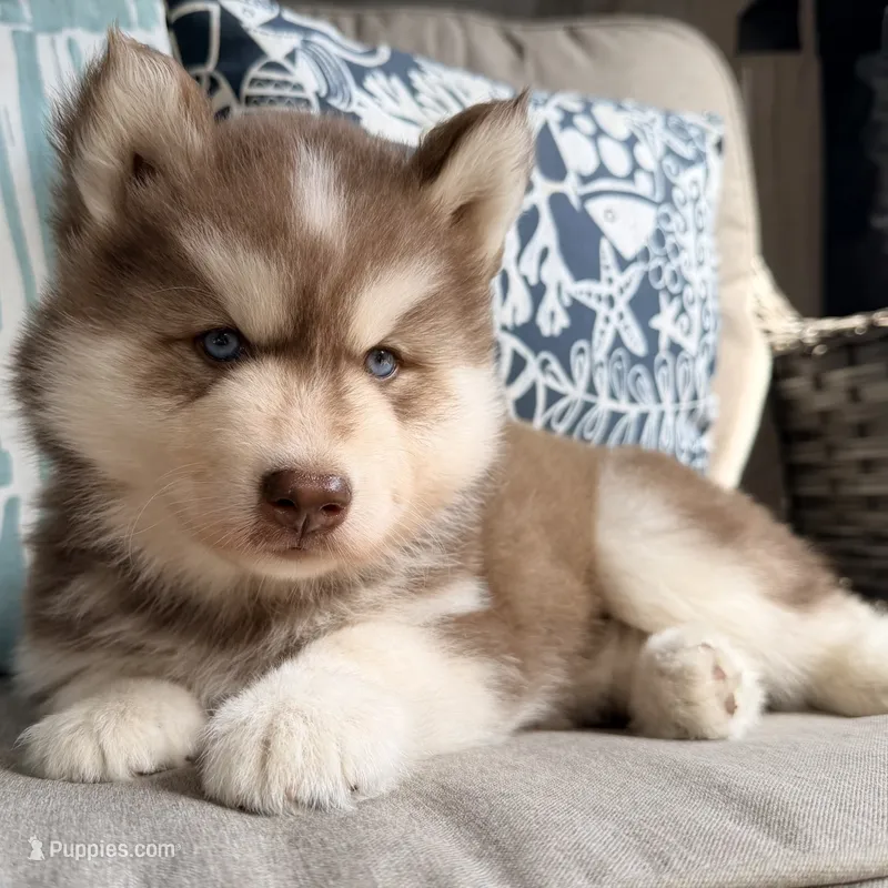 Ranger – Siberian Husky puppy for sale in Virginia Beach, VA