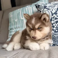 Ranger, a male Siberian Husky for sale in Virginia Beach, VA – 5 of 5