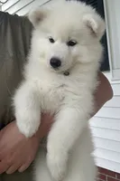 Athena, a female Siberian Husky for sale in Virginia Beach, VA – 3 of 8