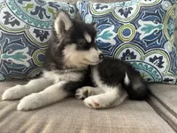 Leo OFA health tested parents, a male Siberian Husky for sale in Virginia Beach, VA – 3 of 7