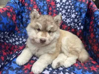 Loki, a male Siberian Husky for sale in Virginia Beach, VA – 4 of 6