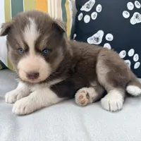 Ryder, a male Siberian Husky for sale in Virginia Beach, VA – 1 of 6