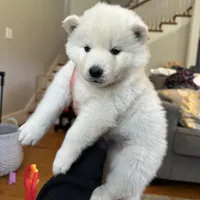 Angel OFA health tested parents, a male Siberian Husky for sale in Virginia Beach, VA – 2 of 6