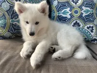 Snow OFA health tested parents, a female Siberian Husky for sale in Virginia Beach, VA – 3 of 5