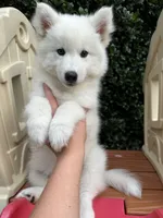 Yeti OFA health tested parents, a male Siberian Husky for sale in Virginia Beach, VA – 5 of 7