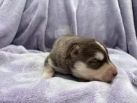 Rubble, a male Siberian Husky for sale in Virginia Beach, VA – 5 of 7