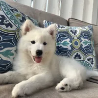 Yeti OFA health tested parents, a male Siberian Husky for sale in Virginia Beach, VA – 3 of 6