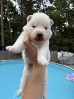 Rio, a male Siberian Husky for sale in Virginia Beach, VA – 5 of 8