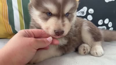 Ranger, a male Siberian Husky for sale in Virginia Beach, VA – 6 of 6