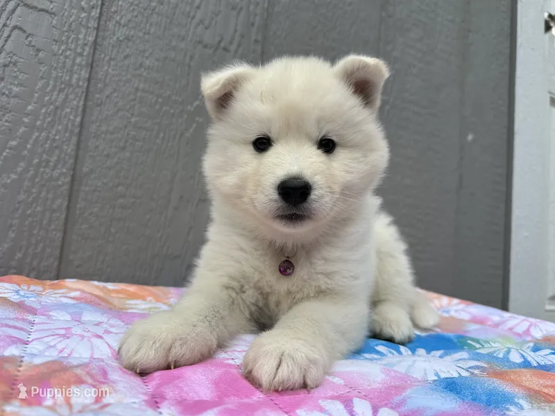 Angel OFA health tested parents – Siberian Husky puppy for sale in Virginia Beach, VA