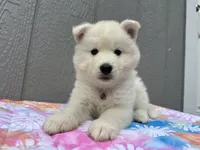 Angel OFA health tested parents, a male Siberian Husky for sale in Virginia Beach, VA – 1 of 6