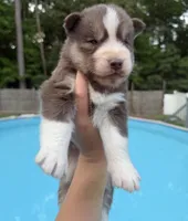 Ranger, a male Siberian Husky for sale in Virginia Beach, VA – 8 of 8