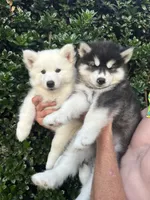 Yeti OFA health tested parents, a male Siberian Husky for sale in Virginia Beach, VA – 2 of 6