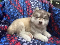 Maui, a male Siberian Husky for sale in Virginia Beach, VA – 8 of 9