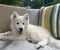 Jax OFA health tested parents, a male Siberian Husky for sale in Virginia Beach, VA – 6 of 9