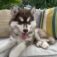 Rubble, a male Siberian Husky for sale in Virginia Beach, VA – 3 of 9