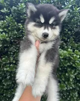 Leo OFA health tested parents, a male Siberian Husky for sale in Virginia Beach, VA – 5 of 6