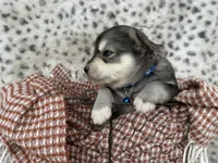 Steele OFA health tested parents, a male Siberian Husky for sale in Virginia Beach, VA – Photo 2 of 7