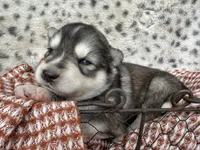Steele OFA health tested parents, a male Siberian Husky for sale in Virginia Beach, VA – Photo 7 of 7