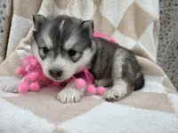 Luna OFA health tested parents, a female Siberian Husky for sale in Virginia Beach, VA – Photo 8 of 9