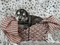 Steele OFA health tested parents, a male Siberian Husky for sale in Virginia Beach, VA – Photo 5 of 7