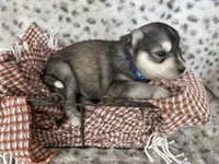 Steele OFA health tested parents, a male Siberian Husky for sale in Virginia Beach, VA – Photo 3 of 7